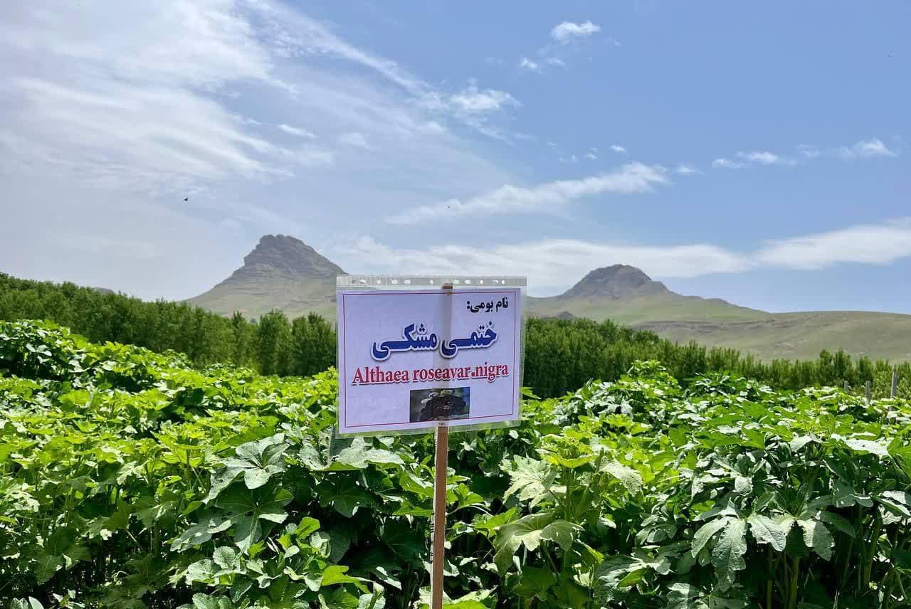 بازدید گیاهان دارویی